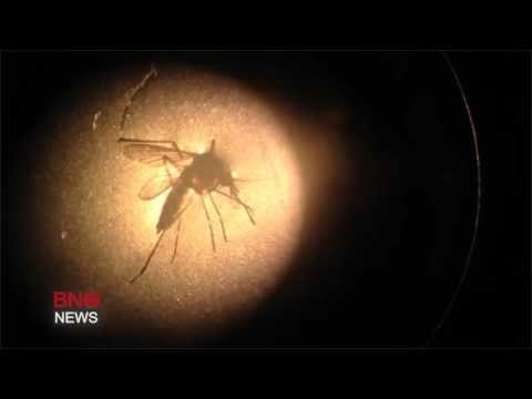 WHO Declares Zika Virus a Global Health Emergency