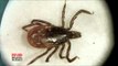 Over half of U.S. has Lyme disease carrying ticks