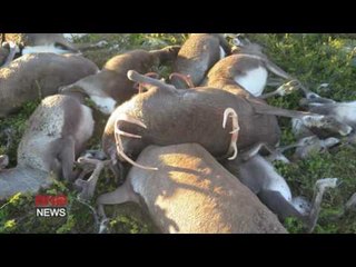 Freak lightning strike kills 323 reindeer in Norway