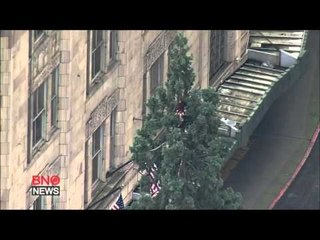 Seattle man stands at the top of an 80 foot tall sequoia tree