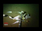 The Mariana Snailfish is the World's Deepest Dwelling Fish