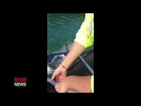 Blue shark being towed into Mediterranean sea by Spanish Civil Guards boat