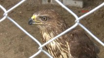 Antalya Tedavileri Tamamlanan Yaralı Hayvanlar Doğaya Salındı