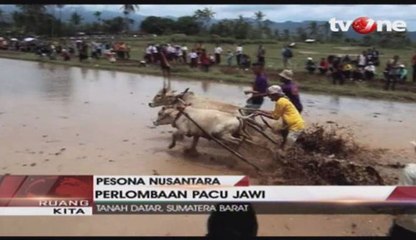 Pacu Jawi Tanah Datar, Daya Tarik Wisata Tradisional