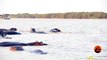 1 Bull Shark Swim-Off Against 10+ Hippos - Latest Sightings Pty Ltd