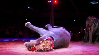 Circus Krone new: Premiere 3. Winterspielzeit in München am 01.03.new
