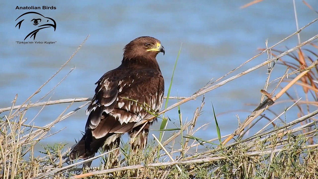 anatolianbirds-2