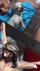 Cross Barking Chihuahua