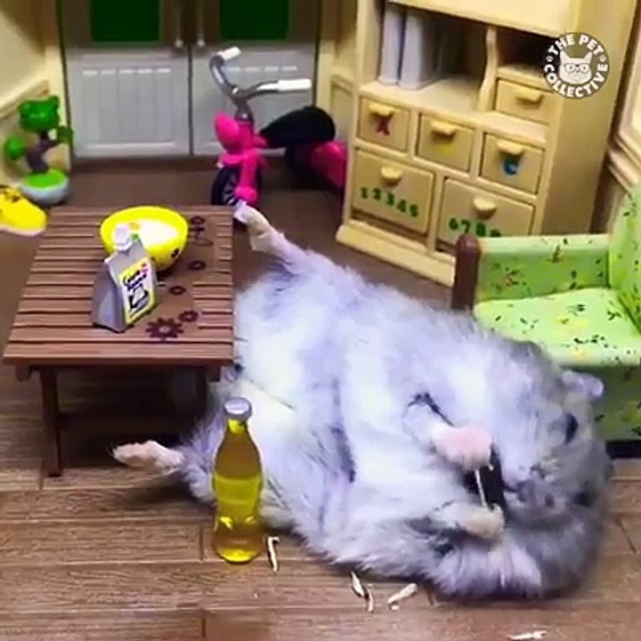 Hamsters are literally always eating 