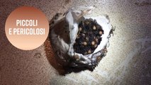 Un nido di 'cuccioli' mortali