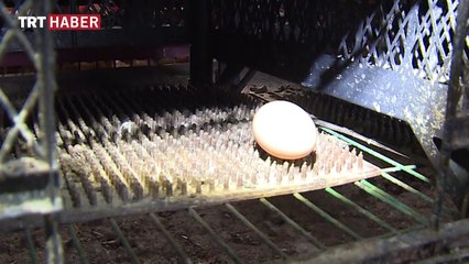 Tavuklarının verimi "müzik" ile artırdı