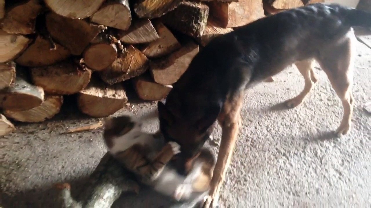 Dog vs Cats - MajlindKoci