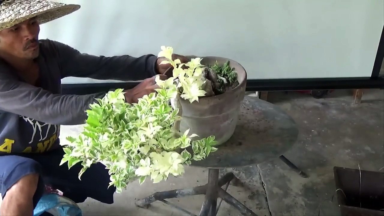 A Day in the Life of Bonsai Iligan: Repotting a Semi Cascade Boogie