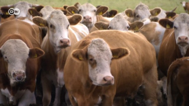 Немцы хотят есть мясо счастливых животных