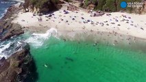 Whale swims eerily close to seemingly unaware swimmers