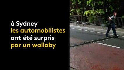 Australie : un wallaby se promène en pleine ville et échappe aux policiers