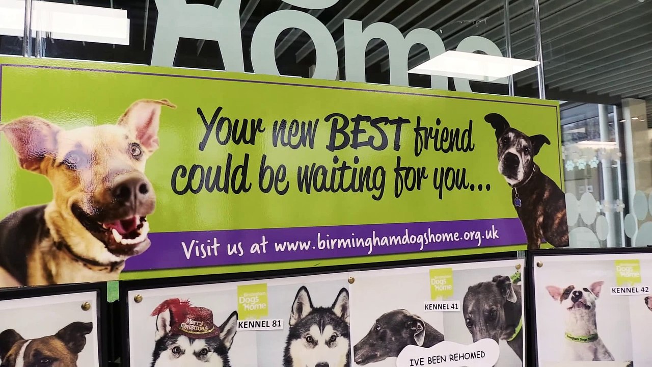 Birmingham Dogs Home Visit