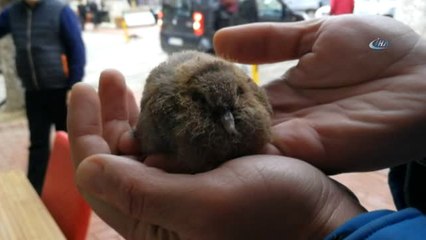 Yuvasından Düşen Yavru Kumruya Esnaf Müdahale Etti