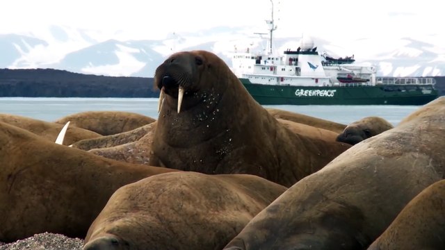 Javier y Carlos Bardem se embarcan con Greenpeace