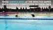 Watch Invictus athletes' service dogs compete in adorable swim race