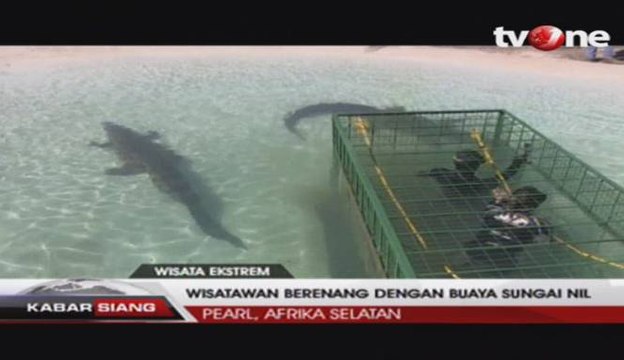Wisata Ekstrem, Berenang dengan Buaya Sungai Nil
