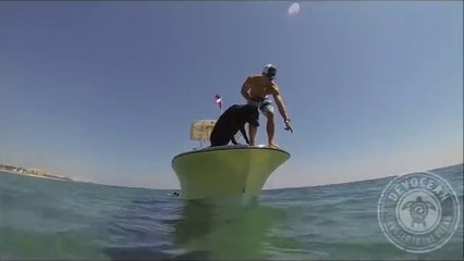 Ce chien pecheur plonge et remmène des homards à son maitre... Incroyable