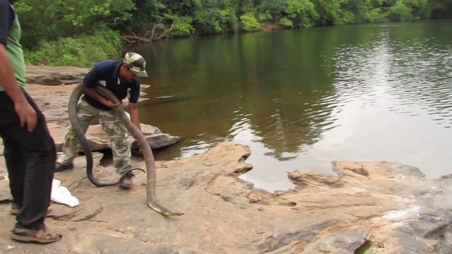 Ils relâchent dans la nature un cobra royal gigantesque... Serpent magnifique et terrifiant