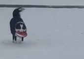 Louisiana Dog Enjoys Playing Frisbee in the Snow