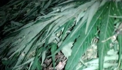 Polisi Menyita 10 Kg Daun Ganja dari Petani