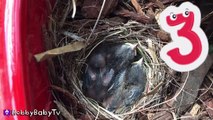 BABY Birds eat WORMS! Momma Feeds NEW Babies HobbyBabyTV-x7yGA6LEz