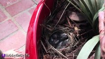 BABY Birds eat WORMS! Momma Feeds NEW Babies HobbyBabyTV-x7yGA6LEzfU