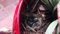 BABY Birds eat WORMS! Momma Feeds NEW Babies HobbyBabyTV-x7yGA6LEzfU