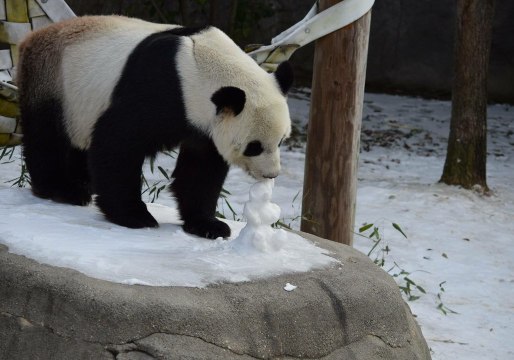 Memphis Zoo's Panda Le Le Has a Ball During New Snow Day