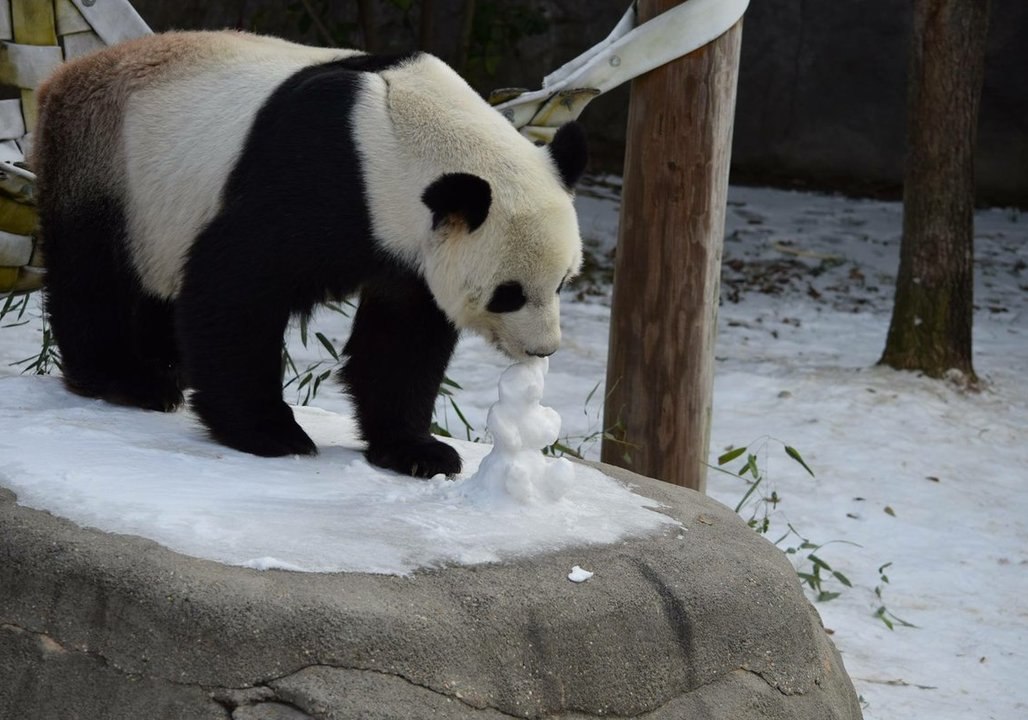 Memphis Zoo's Panda Le Le Has a Ball During New Snow Day