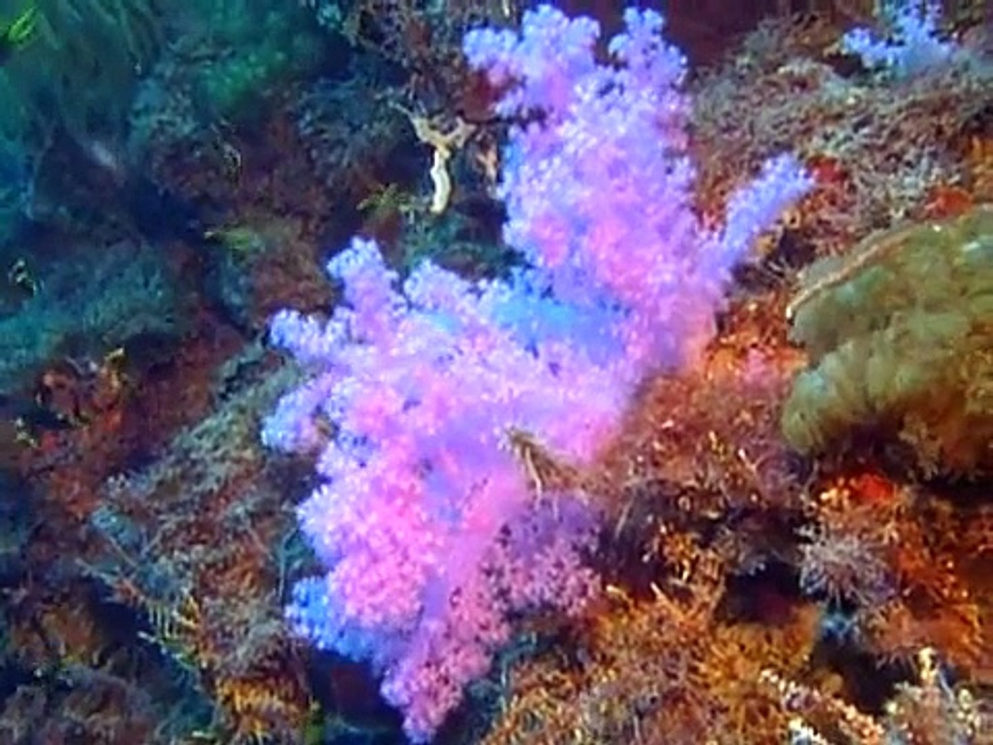 ⁣Animal Planet - Austraila's Great Barrier Reef