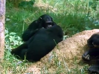 Animal Planet - The Wild Chimpanzees