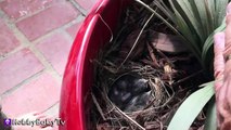 BABY Birds eat WORMS! Momma Feeds NEW Babies HobbyBabyTV-x7yGA6LEzfU