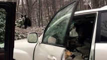 Bear Stuck in a Car