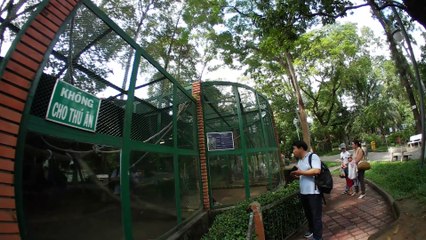 Video | Monkey swing with one arm | Animal | No | 3