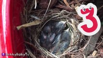 BABY Birds eat WORMS! Momma Feeds NEW Babies HobbyBabyTV-x7yGA6LEzfU