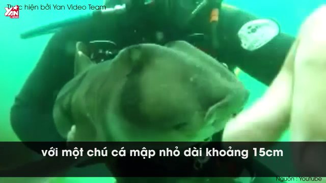 Gặp lại người bạn thợ lặn sau 7 năm xa cách, chú cá mập thực hiện hành động không ai ngờ