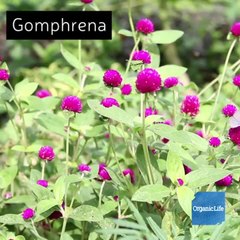 7 Flowers That Can Survive Without Your Help