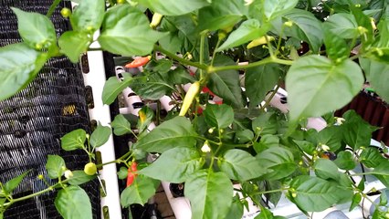 Hydroponic - Chili Pepper Growing (Menanam Cabe/Lombok)