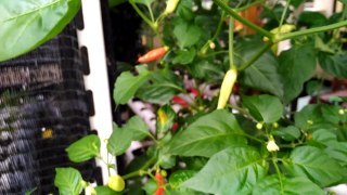 Hydroponic - Chili Pepper Growing (Menanam Cabe/Lombok)