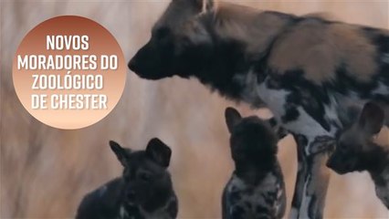Filhotes de cão selvagem chegam em zoológico inglês