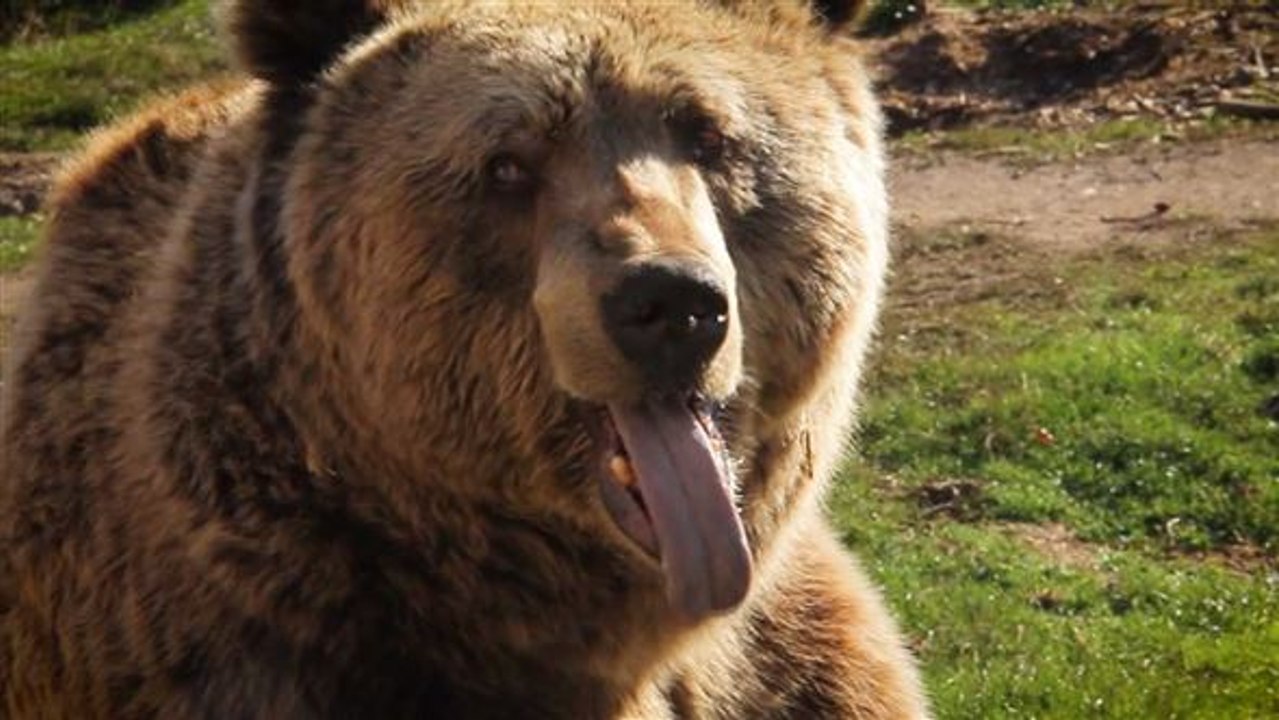 Misshandelte Bären: Zufluchtsstätte im Kosovo