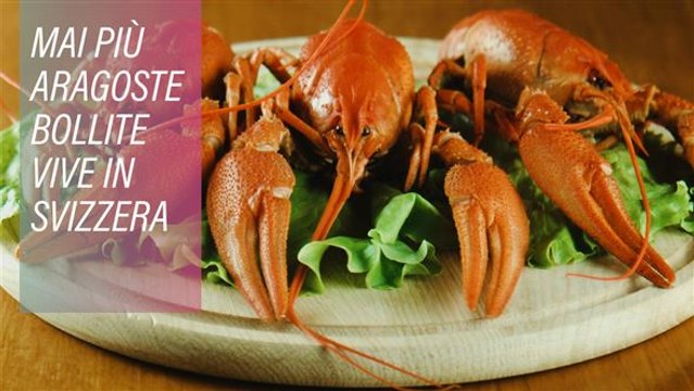 La Svizzera per i diritti degli animali