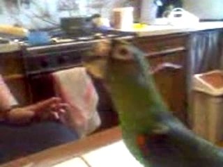 BB mange encore de la patée de gavage