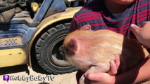 REAL SURPRISE Snorting PIGS! Horse   Farm Animals - Sheep and Goats Maki