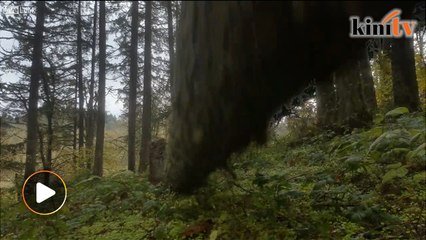 Falling tree almost crushes man's new Note 8